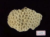 Accession Number:C02094 Collection Image, Figure 2, Total 4 Figures